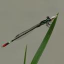 Image of Agriocnemis forcipata
