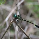 Image of Onychogomphus rappardi