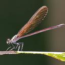 Image of Hetaerina laesa
