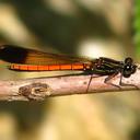 Image of Rhinocypha drusilla