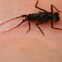Image of Rimanellidae