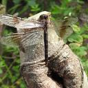 Image of Parazyxomma
