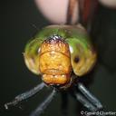 Image of Heliaeschna crassa