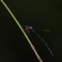 Image of Rhipidolestes hiraoi