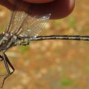 Image of Phanogomphus spicatus