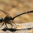Image of Huonia moerens