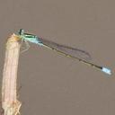 Image of Pseudagrion nubicum