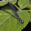 Image of Echo modesta