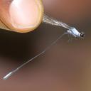 Image of Elattoneura morini