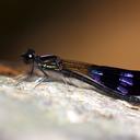 Image of Aristocypha fenestrella