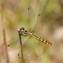 Image of Nannophya dalei