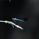 Image of Rhinocypha aurulenta