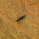 Image of Rhionaeschna draco