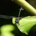 Image of Phyllogomphus annulus