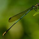 Image of Allocnemis nigripes