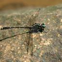 Image of Burmagomphus laidlawi