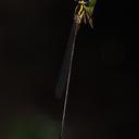 Image of Coeliccia flavostriata