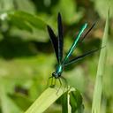 Image of Calopteryx maculata