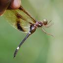 Image of Zygonyx regisalberti