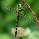Image of Epophthalmia elegans