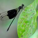 Image of Thaumatoneura