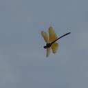Image of Chlorogomphus xanthoptera