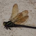 Image of Castoraeschna margarethae