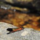 Image of Euphaea cardinalis