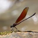 Image of Euphaea ochracea