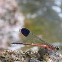 Image of Euphaea pseudodispar