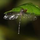 Image of Heliogomphus borneensis