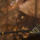 Image of Chlorogomphus yoshihiroi