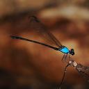 Image of Euphaea ameeka