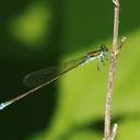 Image of Nehalennia