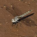 Image of Brachythemis impartita