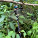 Image of Macromia annaimallaiensis