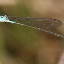 Image of Indolestes gracilis