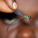 Image of Umma mesostigma