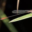 Image of Hylaeonympha