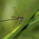 Image of Miniargiolestes