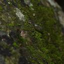 Image of Drepanosticta elongata