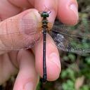 Image of Idionyx minimus