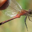 Image of Sympetrum janeae