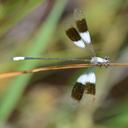 Image of Synlestidae
