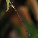 Image of Coeliccia borneensis