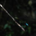 Image of Amphipteryx meridionalis