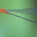 Image of Teinobasis corolla