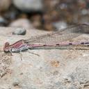 Image of Argia pallens