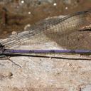 Image of Argia tonto
