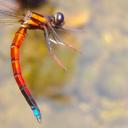 Image of Platycypha rufitibia